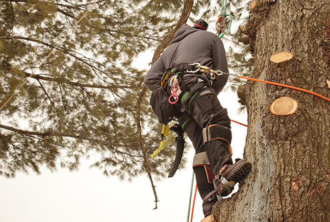 Limbwalkers Tree Service employee trimming a tree